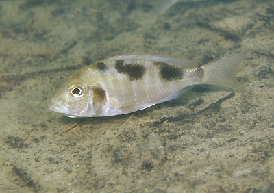Tramitichromis intermedius 'Chiofu'